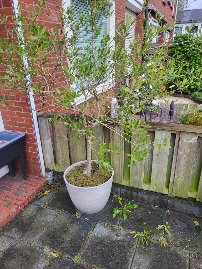 Olijfboom in pot, Bloeit niet, 100 tot 250 cm, Olijfboom, Ophalen