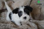 Leuke kleine boomer pups., Nederland, Parvo, Overige rassen, 8 tot 15 weken
