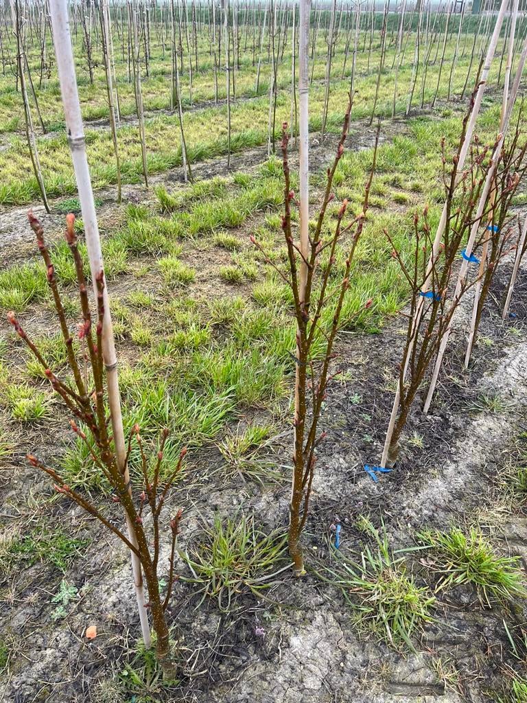Sorbus Autumn Spire, Ophalen, Lente, Halfschaduw, Overige soorten