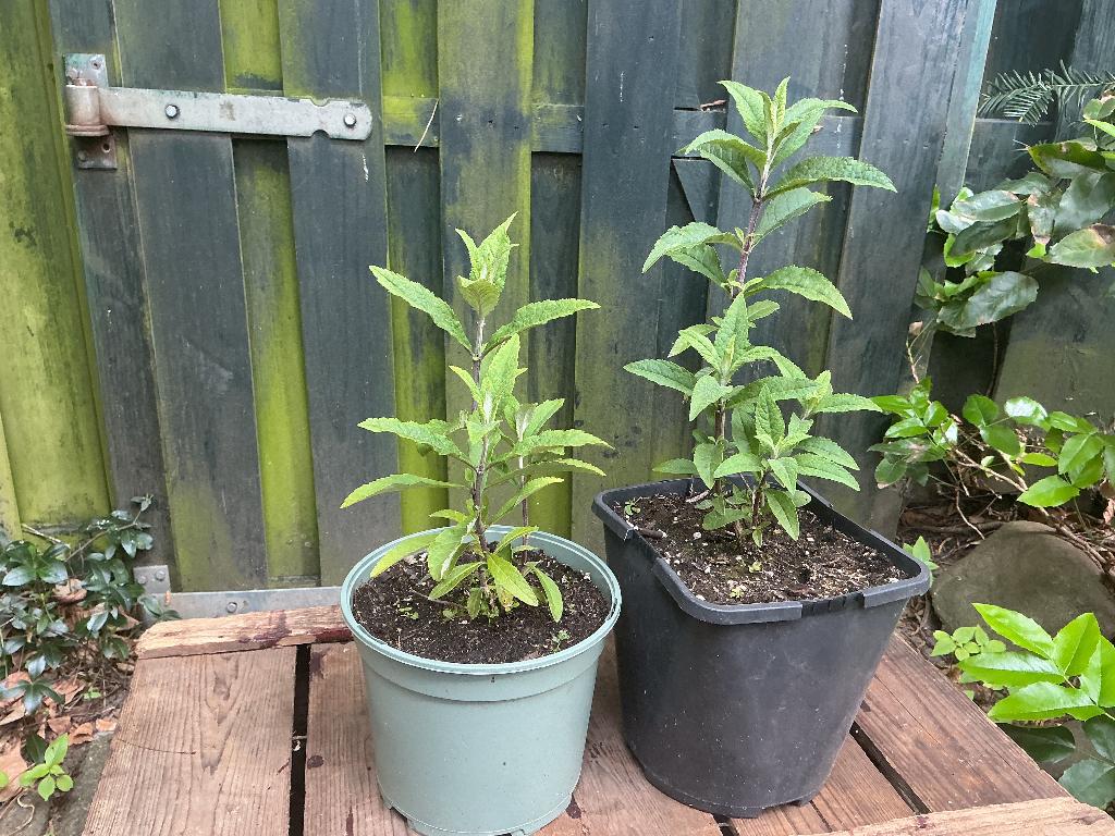 Vlinderstruikjes, Ophalen, Vlinderstruik, Struik, 100 tot 250 cm