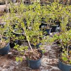 Gelderse roos | Viburnum 'Compactum' | 5 voor 30 euro., Ophalen, Overige soorten, Volle zon