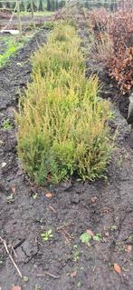 Taxus wortelgoed, Ophalen, Taxus, Struik, Minder dan 100 cm