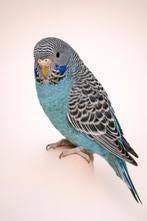 Gezocht koppel blackface parkieten en blackwing, Dieren en Toebehoren, Meerdere dieren, Parkiet, Geringd