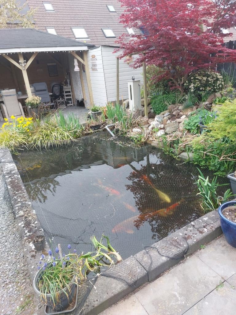 Vijverplanten, Tuin en Terras, Vijvers, Ophalen