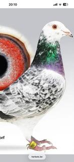 Olympic Rico Lijn grootvader inbreeded, Vrouwelijk, Postduif