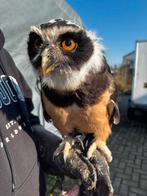 Bril uil, Dieren en Toebehoren, Vogels | Overige Vogels, Mannelijk, Tam