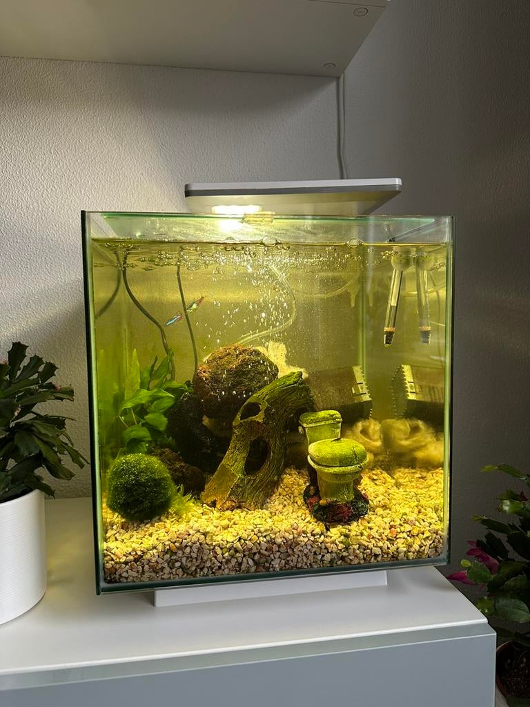 Geatis ophalen Aquarium met visjes en garnaaltje, Dieren en Toebehoren, Vissen | Aquaria en Toebehoren, Ophalen, Gebruikt, Overige merken