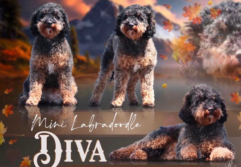 Nest aankondiging mini labradoodles F5, Parvo, 8 tot 15 weken, Meerdere, Meerdere dieren