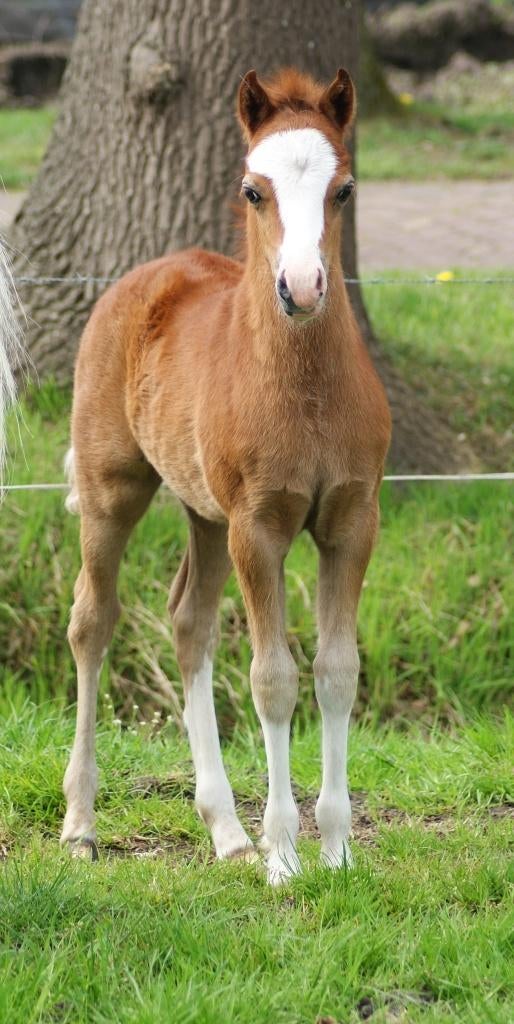Prachtig welsh A merrieveulen van maart 2026, Dieren en Toebehoren, Merrie, Met stamboom, 0 tot 2 jaar, B pony (1.17m tot 1.27m)