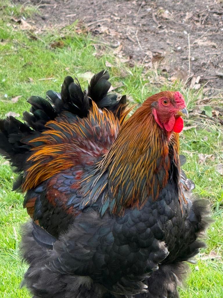 Mooie Jonge Brahma haan, Dieren en Toebehoren, Pluimvee, Mannelijk, Kip