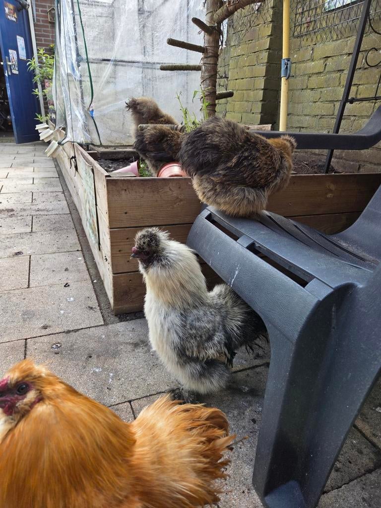 Harry de haan zoekt baantje, Dieren en Toebehoren, Pluimvee, Mannelijk, Kip