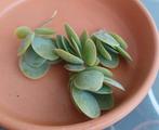 4 stekjes Kalanchoe Rotundifolia, Huis en Inrichting, Kamerplanten, Ophalen of Verzenden, Overige soorten, Minder dan 100 cm