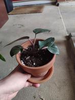 Philodendron pink princess met buitenpot, Huis en Inrichting, Kamerplanten, Ophalen, Overige soorten, Minder dan 100 cm