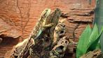 Gezocht: dwergbaardagaam VROUW Pogona Henrylawsoni, Dieren en Toebehoren, Overige soorten