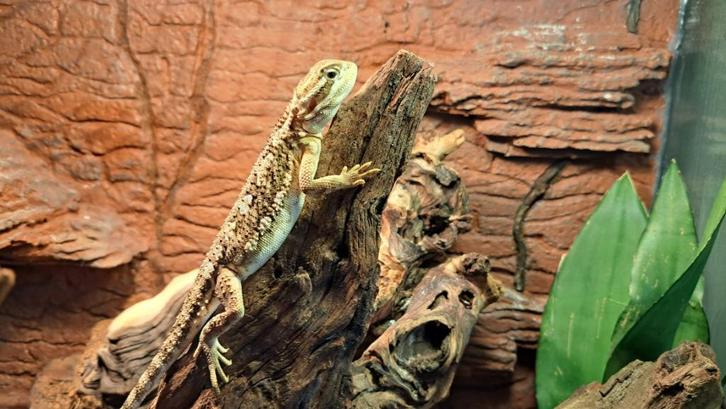 Gezocht: dwergbaardagaam VROUW Pogona Henrylawsoni, Dieren en Toebehoren, Reptielen en Amfibieën, Overige soorten