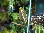 Labisia sp, Ophalen of Verzenden, Halfschaduw, Minder dan 100 cm