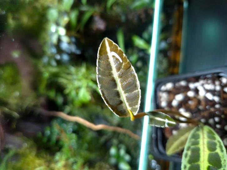 Labisia sp, Huis en Inrichting, Kamerplanten, Minder dan 100 cm, Halfschaduw, Ophalen of Verzenden
