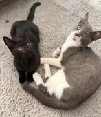 Kittens, Dieren en Toebehoren, Katten en Kittens | Raskatten | Korthaar, Meerdere dieren