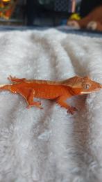 Wimpergekko Tijgertje mag verhuizen., Hagedis, Tam, 0 tot 2 jaar