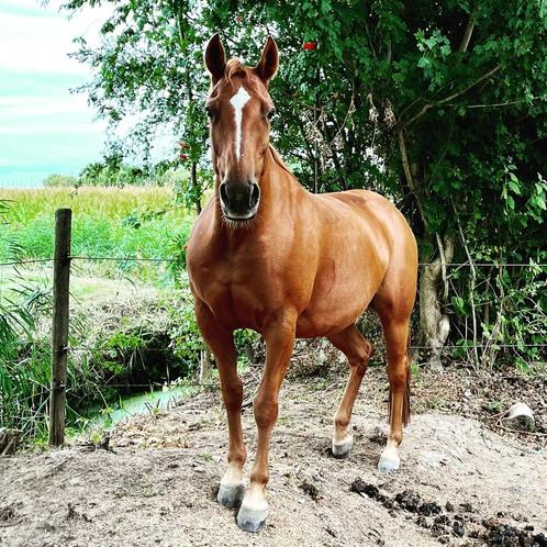 Te koop: leuke recreatie/western merrie (Paint, 13 jaar), Dieren en Toebehoren, Paarden, Merrie, B, Minder dan 160 cm, 11 jaar of ouder
