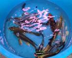 Mix vlinderkoi - Butterfly koi 25 / 30 cm Koidreams Valburg, Karper of Koi