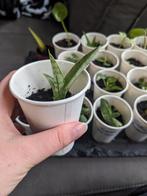 Sanseveria -achtige, Ophalen, Overige soorten, Minder dan 100 cm