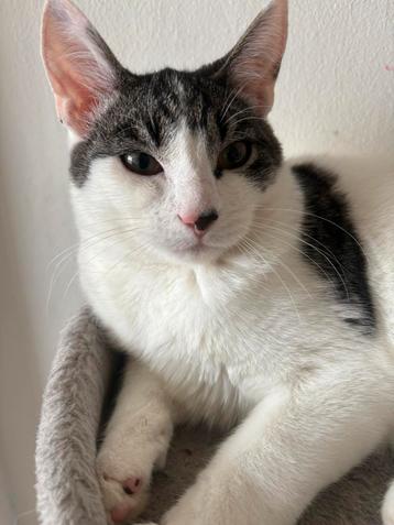 Kitten 7 maanden oud beschikbaar voor biedingen