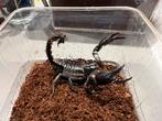 Asian Forest Scorpion, Spin of Schorpioen
