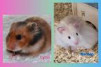 Jonge Syrische hamsters / Goudhamsters te koop., Dieren en Toebehoren, Hamster, November, Meerdere dieren, Tam
