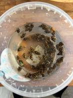 Helenaslakken, Dieren en Toebehoren, Vissen | Aquariumvissen, Slak of Weekdier