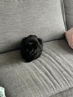 Lieve moeder kat en kitten opzoek naar een goed huisje, Dieren en Toebehoren, Katten en Kittens | Overige Katten, Kater