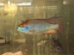 Lethrinops red cap Itungi, Dieren en Toebehoren, Vis
