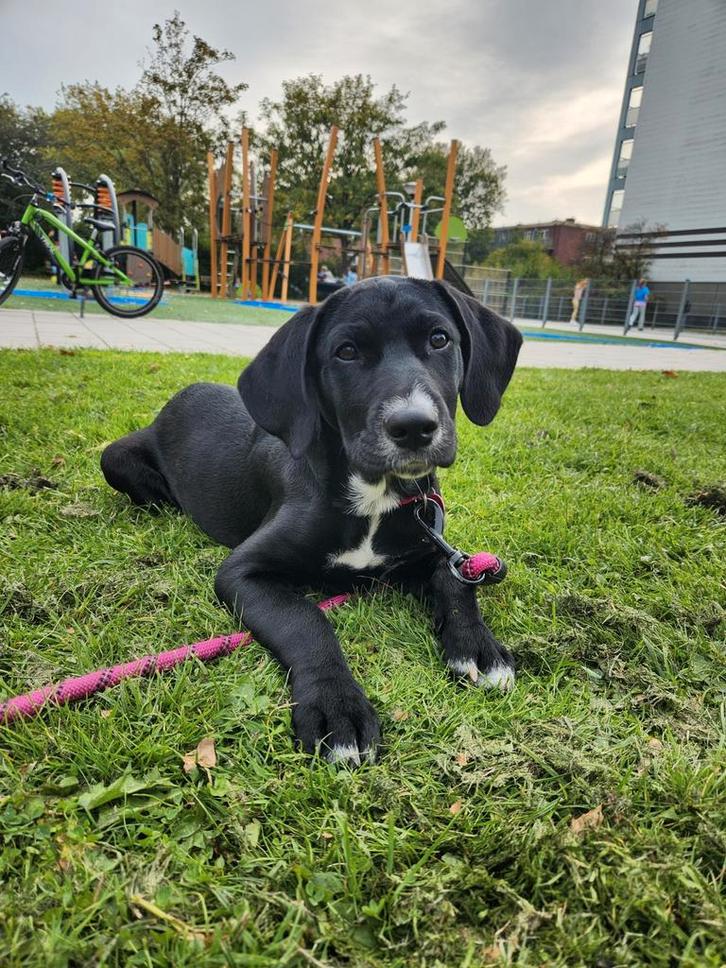 Oppas / tweede huis gezocht voor lieve sociale pup, Diensten en Vakmensen, Dieren | Honden | Verzorging, Oppas en Les