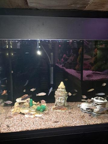 Malawi cichliden  beschikbaar voor biedingen