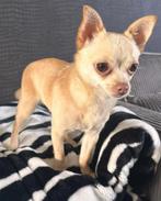 Pomchi, Dieren en Toebehoren, Honden | Chihuahua's en Gezelschapshonden, Overige rassen, 1 tot 2 jaar, Teef, CDV (hondenziekte)