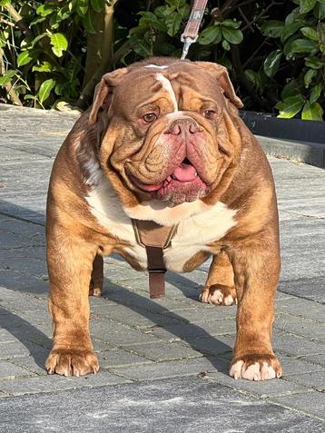 Old english Bulldog reu beschikbaar voor biedingen