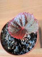 Begonia taconite kamerplant, Huis en Inrichting, Kamerplanten, Ophalen of Verzenden
