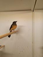 Te koop prachtige schamalijster pop, Dieren en Toebehoren