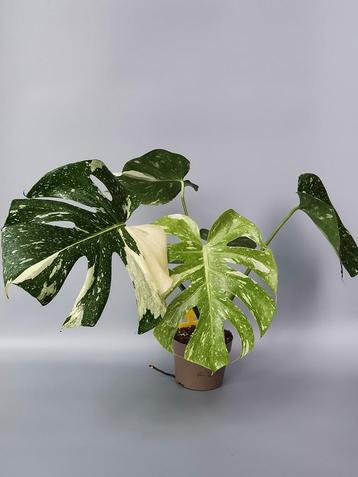 Monstera Deliciosa variegata plant met nieuw blad! beschikbaar voor biedingen