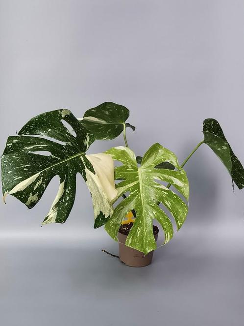 Monstera Deliciosa variegata plant met nieuw blad!, Huis en Inrichting, Kamerplanten, Overige soorten, Minder dan 100 cm, Ophalen of Verzenden