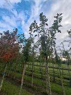 Mooie prunus serrulata kanzan boom, Tuin en Terras, Ophalen, Lente, Volle zon, Overige soorten