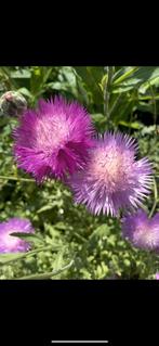 Keizerskorenbloem Imperialis Mix, Tuin en Terras, Planten | Tuinplanten, Ophalen, Zomer, Overige soorten, Volle zon