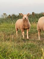 Koppeltje ooilammeren, Dieren en Toebehoren, Schapen, Geiten en Varkens, Meerdere dieren, Schaap