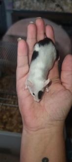 Leuke lieve kleurmuis pensioen dames zoeken huisje, Dieren en Toebehoren, Muis, Vrouwelijk, Januari, Tam