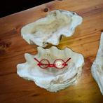 mega doopvont schelpen, Ophalen of Verzenden, Schelp(en)