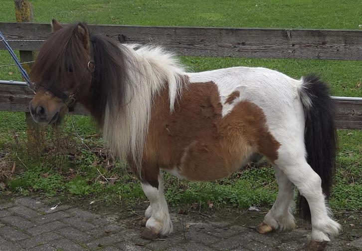Te koop dekhengsten en (fok)merrie's, Dieren en Toebehoren, Paarden en Pony's | Dekhengsten en Fokmerries, Meerdere dieren