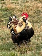 Duitse Faverolles haan, Dieren en Toebehoren, Pluimvee, Mannelijk, Kip