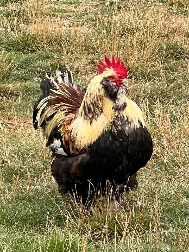 Duitse Faverolles haan, Dieren en Toebehoren, Pluimvee, Kip, Mannelijk