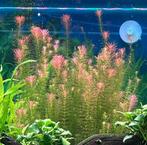 Aquarium plant, Vis