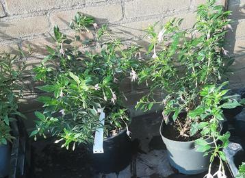 Vaste roze Fuchsia magellanica electra pink en regia red beschikbaar voor biedingen